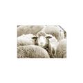 Picture of Sheepish _GroupedProduct_Rectangle_Landscape_Photography _GroupedProduct_Rectangle_Landscape_Unframed_Print_Only_