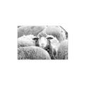 Picture of Sheepish _GroupedProduct_Rectangle_Landscape_Photography _GroupedProduct_Rectangle_Landscape_Unframed_Print_Only_