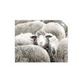 Picture of Sheepish _GroupedProduct_Rectangle_Landscape_Photography _GroupedProduct_Rectangle_Landscape_Unframed_Print_Only_