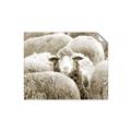 Picture of Sheepish _GroupedProduct_Rectangle_Landscape_Photography _GroupedProduct_Rectangle_Landscape_Unframed_Print_Only_