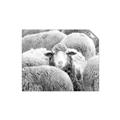 Picture of Sheepish _GroupedProduct_Rectangle_Landscape_Photography _GroupedProduct_Rectangle_Landscape_Unframed_Print_Only_