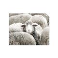Picture of Sheepish _GroupedProduct_Rectangle_Landscape_Photography _GroupedProduct_Rectangle_Landscape_Unframed_Print_Only_