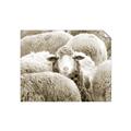 Picture of Sheepish _GroupedProduct_Rectangle_Landscape_Photography _GroupedProduct_Rectangle_Landscape_Unframed_Print_Only_