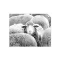 Picture of Sheepish _GroupedProduct_Rectangle_Landscape_Photography _GroupedProduct_Rectangle_Landscape_Unframed_Print_Only_