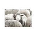 Picture of Sheepish _GroupedProduct_Rectangle_Landscape_Photography _GroupedProduct_Rectangle_Landscape_Unframed_Print_Only_