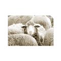 Picture of Sheepish _GroupedProduct_Rectangle_Landscape_Photography _GroupedProduct_Rectangle_Landscape_Unframed_Print_Only_