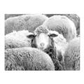 Picture of Sheepish _GroupedProduct_Rectangle_Landscape_Photography _GroupedProduct_Rectangle_Landscape_Unframed_Print_Only_