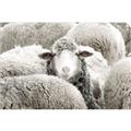 Picture of Sheepish _GroupedProduct_Rectangle_Landscape_Photography _GroupedProduct_Rectangle_Landscape_Unframed_Print_Only_