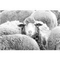 Picture of Sheepish _GroupedProduct_Rectangle_Landscape_Photography _GroupedProduct_Rectangle_Landscape_Unframed_Print_Only_