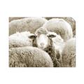 Picture of Sheepish _GroupedProduct_Rectangle_Landscape_Photography _GroupedProduct_Rectangle_Landscape_Unframed_Print_Only_