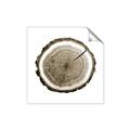 Picture of Log Slice I _GroupedProduct_Square_Photography _GroupedProduct_Square_Unframed_Print_Only_