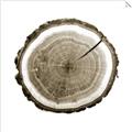 Picture of Log Slice I _GroupedProduct_Square_Photography _GroupedProduct_Square_Unframed_Print_Only_