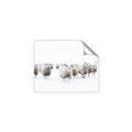 Picture of Sheep Party _GroupedProduct_Rectangle_Landscape_Photography _GroupedProduct_Rectangle_Landscape_Unframed_Print_Only_