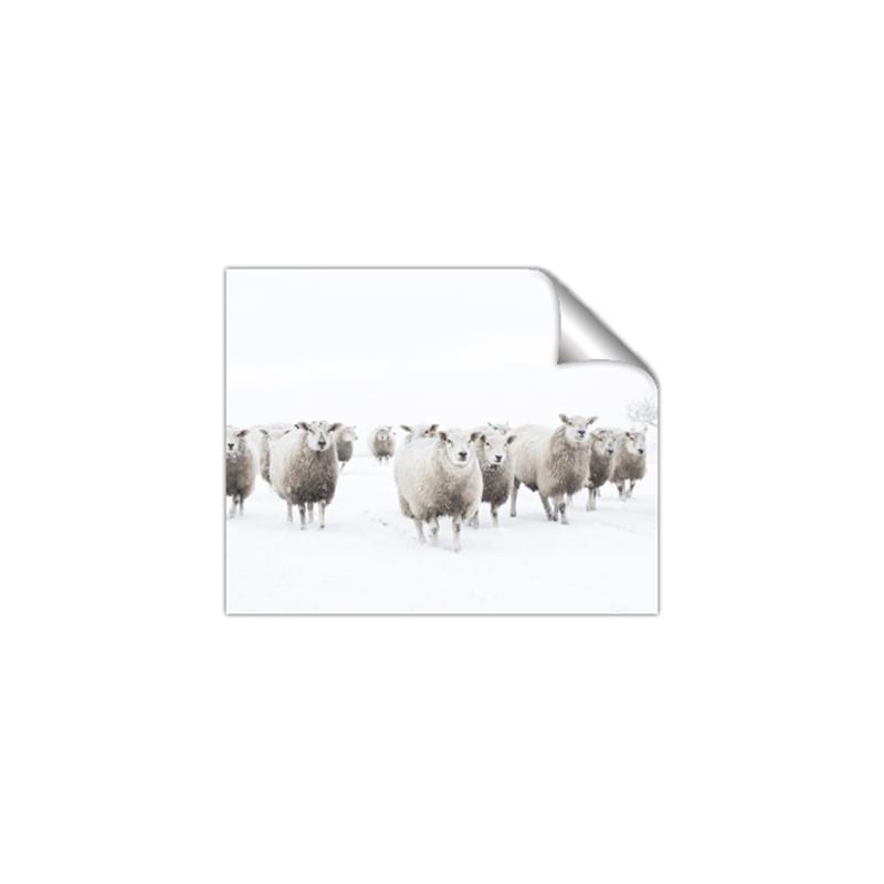 Picture of Sheep Party _GroupedProduct_Rectangle_Landscape_Photography _GroupedProduct_Rectangle_Landscape_Unframed_Print_Only_
