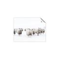Picture of Sheep Party _GroupedProduct_Rectangle_Landscape_Photography _GroupedProduct_Rectangle_Landscape_Unframed_Print_Only_