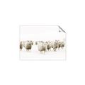 Picture of Sheep Party _GroupedProduct_Rectangle_Landscape_Photography _GroupedProduct_Rectangle_Landscape_Unframed_Print_Only_