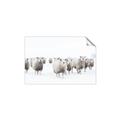 Picture of Sheep Party _GroupedProduct_Rectangle_Landscape_Photography _GroupedProduct_Rectangle_Landscape_Unframed_Print_Only_
