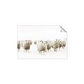 Picture of Sheep Party _GroupedProduct_Rectangle_Landscape_Photography _GroupedProduct_Rectangle_Landscape_Unframed_Print_Only_