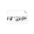 Picture of Sheep Party _GroupedProduct_Rectangle_Landscape_Photography _GroupedProduct_Rectangle_Landscape_Unframed_Print_Only_