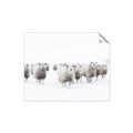 Picture of Sheep Party _GroupedProduct_Rectangle_Landscape_Photography _GroupedProduct_Rectangle_Landscape_Unframed_Print_Only_