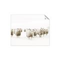 Picture of Sheep Party _GroupedProduct_Rectangle_Landscape_Photography _GroupedProduct_Rectangle_Landscape_Unframed_Print_Only_
