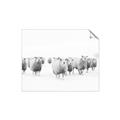 Picture of Sheep Party _GroupedProduct_Rectangle_Landscape_Photography _GroupedProduct_Rectangle_Landscape_Unframed_Print_Only_