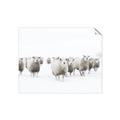 Picture of Sheep Party _GroupedProduct_Rectangle_Landscape_Photography _GroupedProduct_Rectangle_Landscape_Unframed_Print_Only_