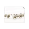 Picture of Sheep Party _GroupedProduct_Rectangle_Landscape_Photography _GroupedProduct_Rectangle_Landscape_Unframed_Print_Only_