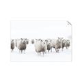 Picture of Sheep Party _GroupedProduct_Rectangle_Landscape_Photography _GroupedProduct_Rectangle_Landscape_Unframed_Print_Only_