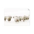 Picture of Sheep Party _GroupedProduct_Rectangle_Landscape_Photography _GroupedProduct_Rectangle_Landscape_Unframed_Print_Only_