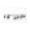 Picture of Sheep Party _GroupedProduct_Rectangle_Landscape_Photography _GroupedProduct_Rectangle_Landscape_Unframed_Print_Only_