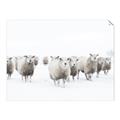Picture of Sheep Party _GroupedProduct_Rectangle_Landscape_Photography _GroupedProduct_Rectangle_Landscape_Unframed_Print_Only_