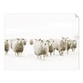Picture of Sheep Party _GroupedProduct_Rectangle_Landscape_Photography _GroupedProduct_Rectangle_Landscape_Unframed_Print_Only_