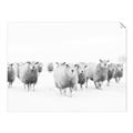 Picture of Sheep Party _GroupedProduct_Rectangle_Landscape_Photography _GroupedProduct_Rectangle_Landscape_Unframed_Print_Only_