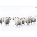 Picture of Sheep Party _GroupedProduct_Rectangle_Landscape_Photography _GroupedProduct_Rectangle_Landscape_Unframed_Print_Only_