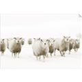 Picture of Sheep Party _GroupedProduct_Rectangle_Landscape_Photography _GroupedProduct_Rectangle_Landscape_Unframed_Print_Only_
