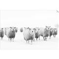 Picture of Sheep Party _GroupedProduct_Rectangle_Landscape_Photography _GroupedProduct_Rectangle_Landscape_Unframed_Print_Only_