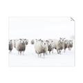 Picture of Sheep Party _GroupedProduct_Rectangle_Landscape_Photography _GroupedProduct_Rectangle_Landscape_Unframed_Print_Only_