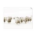 Picture of Sheep Party _GroupedProduct_Rectangle_Landscape_Photography _GroupedProduct_Rectangle_Landscape_Unframed_Print_Only_