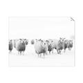 Picture of Sheep Party _GroupedProduct_Rectangle_Landscape_Photography _GroupedProduct_Rectangle_Landscape_Unframed_Print_Only_