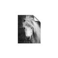 Picture of Stallion _GroupedProduct_Rectangle_Portrait_Photography _GroupedProduct_Rectangle_Portrait_Unframed_Print_Only_