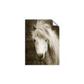 Picture of Stallion _GroupedProduct_Rectangle_Portrait_Photography _GroupedProduct_Rectangle_Portrait_Unframed_Print_Only_