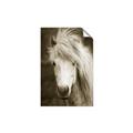 Picture of Stallion _GroupedProduct_Rectangle_Portrait_Photography _GroupedProduct_Rectangle_Portrait_Unframed_Print_Only_