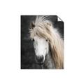 Picture of Stallion _GroupedProduct_Rectangle_Portrait_Photography _GroupedProduct_Rectangle_Portrait_Unframed_Print_Only_