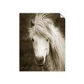 Picture of Stallion _GroupedProduct_Rectangle_Portrait_Photography _GroupedProduct_Rectangle_Portrait_Unframed_Print_Only_