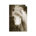 Picture of Stallion _GroupedProduct_Rectangle_Portrait_Photography _GroupedProduct_Rectangle_Portrait_Unframed_Print_Only_