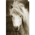 Picture of Stallion _GroupedProduct_Rectangle_Portrait_Photography _GroupedProduct_Rectangle_Portrait_Unframed_Print_Only_