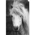 Picture of Stallion _GroupedProduct_Rectangle_Portrait_Photography _GroupedProduct_Rectangle_Portrait_Unframed_Print_Only_