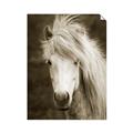 Picture of Stallion _GroupedProduct_Rectangle_Portrait_Photography _GroupedProduct_Rectangle_Portrait_Unframed_Print_Only_