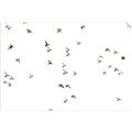 Picture of Flying Birds _GroupedProduct_Rectangle_Landscape_Photography _GroupedProduct_Rectangle_Landscape_Unframed_Print_Only_